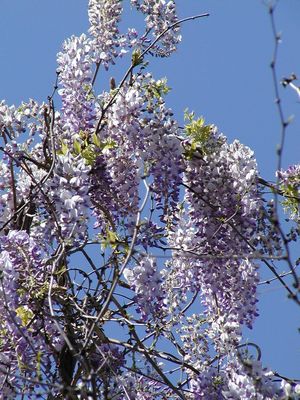 Wisteria sinensis (Wisteria, Chinese)