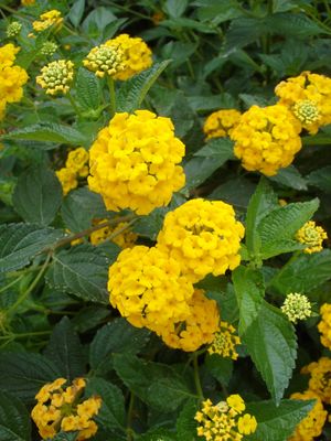 Lantana sp. (Lantana, Gold)