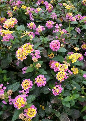 Lantana sp. (Lantana, Confetti)