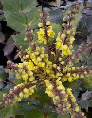 Mahonia japonica (Mahonia, Leather Leaf)