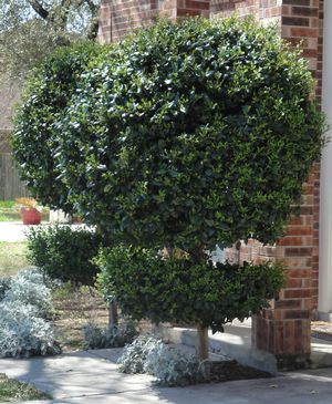 Ligustrum japonicum (Ligustrum, Waxleaf)