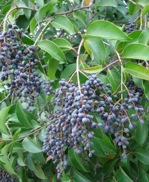 Ligustrum lucidum (Ligustrum, Japanese)