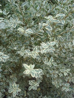 Ligustrum sinense (Ligustrum, Variegated Privet)