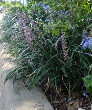 Lirope muscari (Lirope, Big Blue)