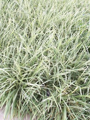 Lirope gigantea (Lirope, Aztec Grass)