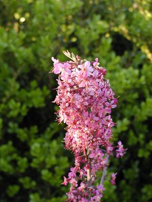 Ungnadia speciosa (Mexican Buckeye)