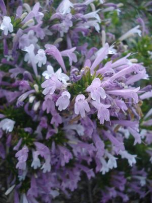 Poliomintha longiflora (Mexican Oregano)