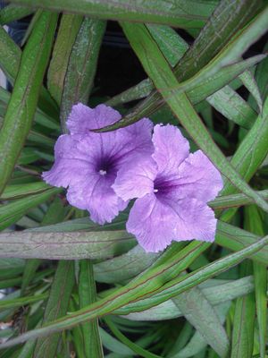 Ruellia x brittoniana (Ruellia, Katie Mexican Petunia)