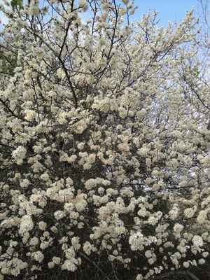 Prunus mexicana (Plum, Mexican)