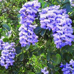 Dermatophyllum secundiflorum (Mountain Laurel)