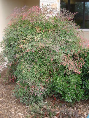 Nandina domestica (Nandina, Domestic)