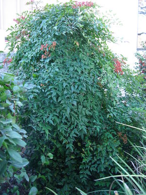 Nandina domestica (Nandina, Compact)