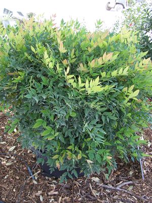 Nandina domestica (Nandina, Gulfstream)