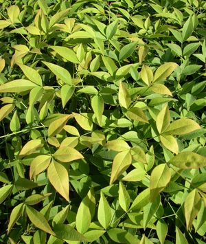 Nandina domestica (Nandina, Harbor Dwarf)