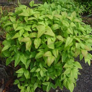 Nandina domestica (Nandina, Nana))