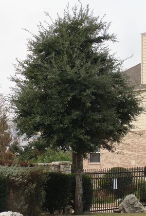 Quercus virginiana (Oak, Live)