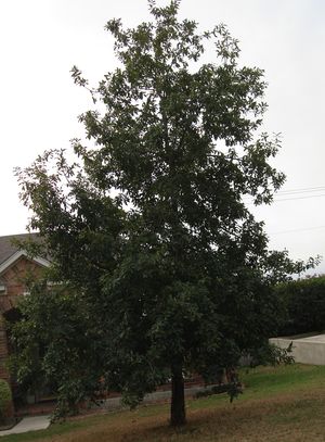 Quercus polymorpha (Oak, Mexican)