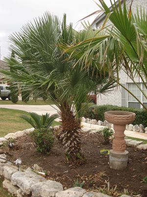 Chamaerops humilis (Palm, Mediterrarean Fan)