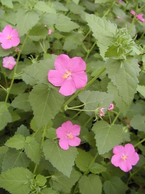 Pavonia lasiopetala (Pavonia, Rock Rose)