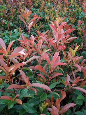 Photinia x fraseri (Photinia x fraseri)