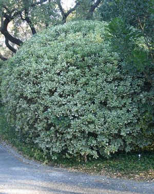 pittosporum tobira variegated variegata mortellaros plants