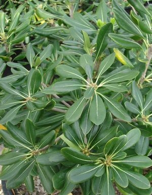 Pittosporum tobira (Pittosporum, Green)