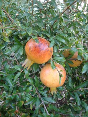 Punica granatum (Pomegranate, Wonderful)