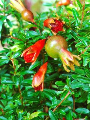 Punica granatum (Pomegranate, Dwarf)