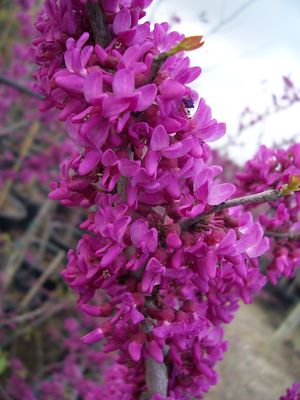 Cercis reniformis (Redbud, Oklahoma)