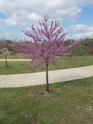 Cercis reniformis (Redbud, Texas)