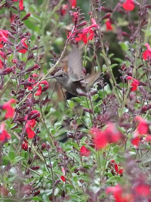 Salvia greggii (Salvia, Greggii Red)