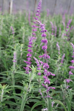 Salvia leucantha (Salvia, leucantha)