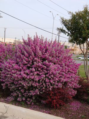 Leucophyllum frutescens (Texas Sage, Compact)