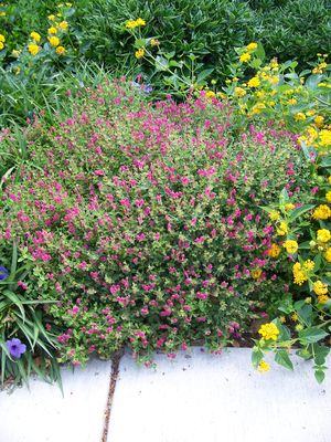 Scutellaria suffrutescens (Skullcap)