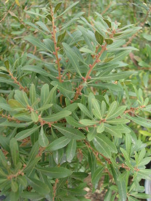 Myrica cerifera (Myrtle, Southern Wax)