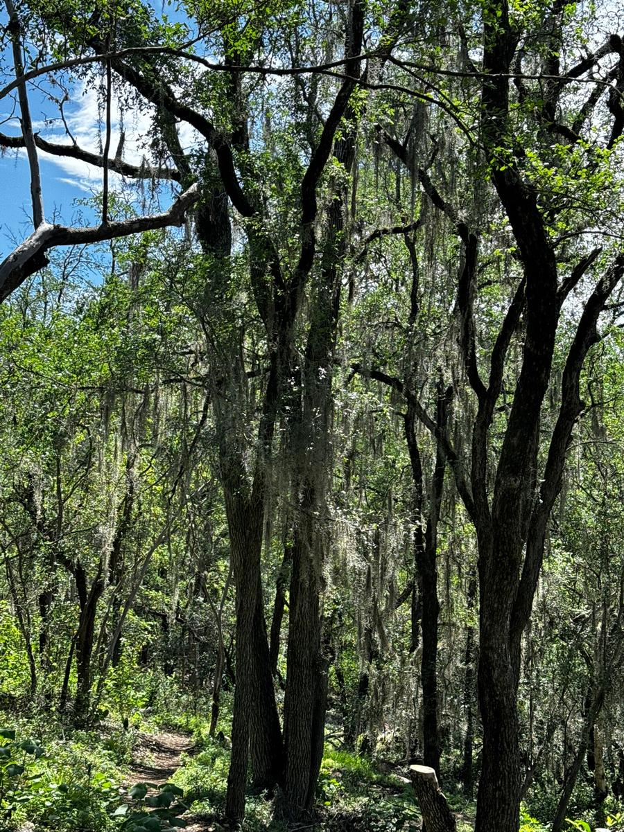 Tillandsia usneoides 
