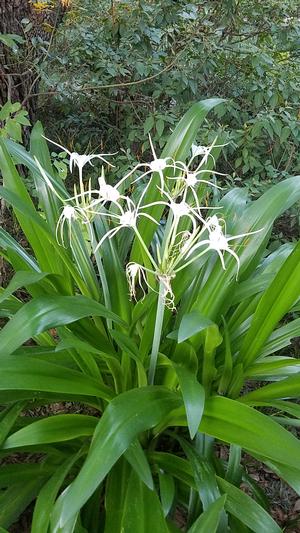 Hymenocallis liriosme (Spider Lily)