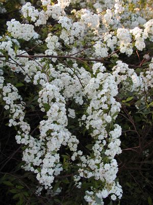 Spiraea x vanhouttei (Spiraea, Bridal Wreath)