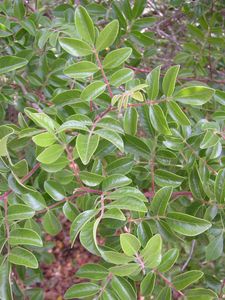 Rhus Virens (Sumac, Evergreen)