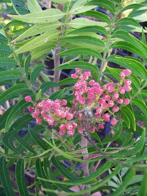 Rhus copallina (Sumac, Flameleaf)