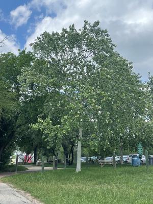 Platanus occidentalis (Sycamore, Mexican)