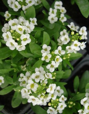 Lobularia maritima (Alyssum, Sweet)