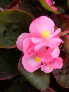 Begonia x semperflorens-cultorum (Begonia)