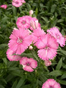 Dianthus chinensis (Dianthus)