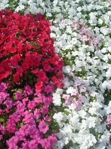 Impatiens wallerana (Impatiens)