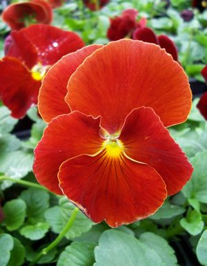 Viola x (Pansy)