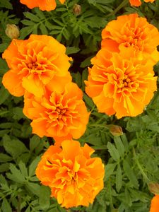 Tagetes erecta (Marigold)