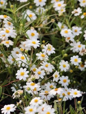 Melampodium leucanthum (Daisy, Black Foot)