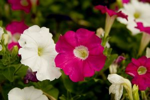 Petunia hybrida (Petunia)