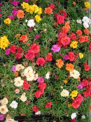 Portulaca grandiflora (Moss Rose)